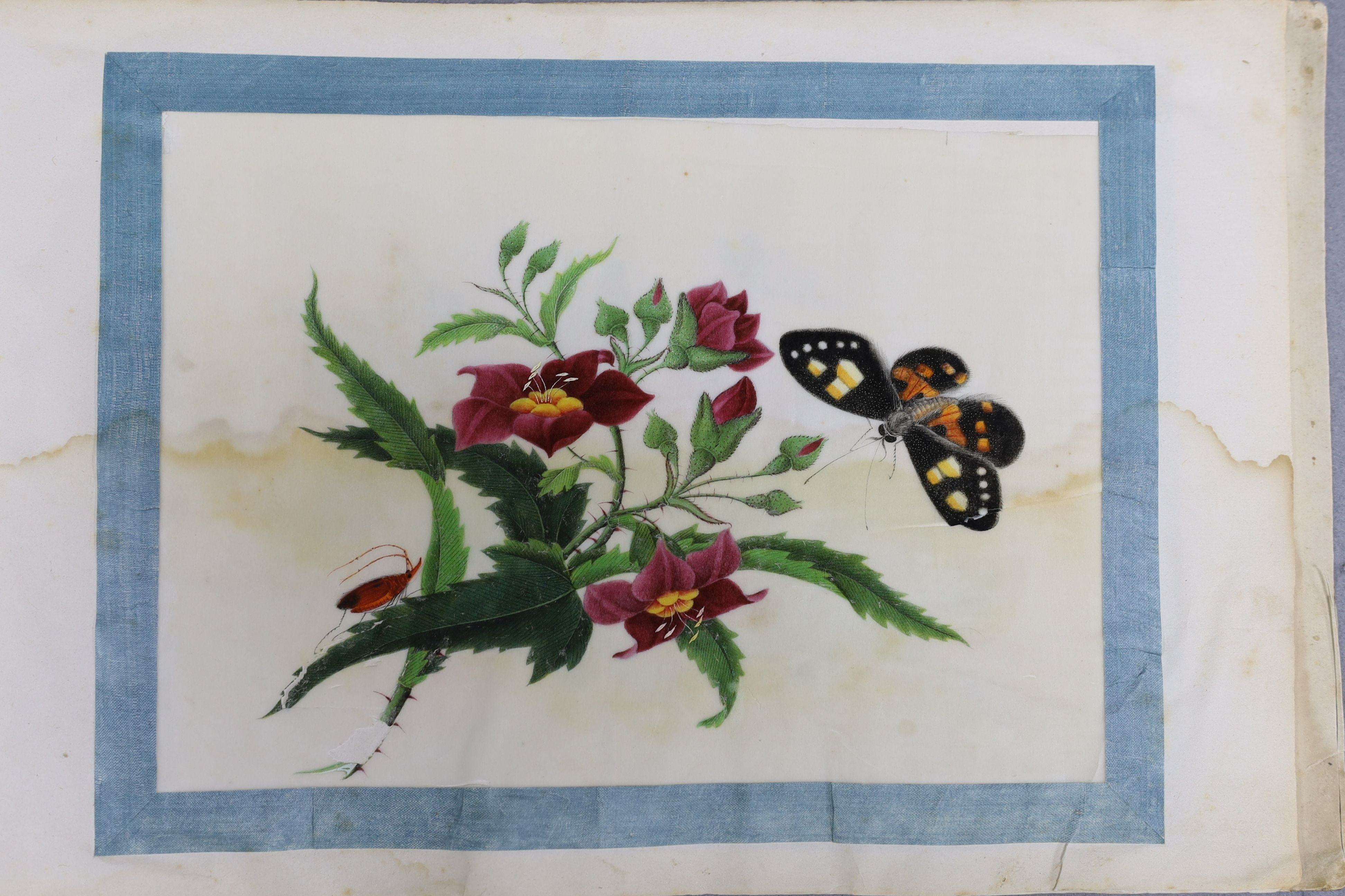 A Chinese album of ten pith paintings of birds amid butterflies, 19th century, Album 21.5cm x 34 cm